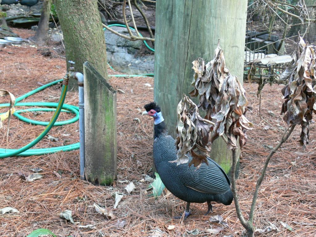 Crested Guineafowl (Guttera pucherani) by Lee at LPZoo