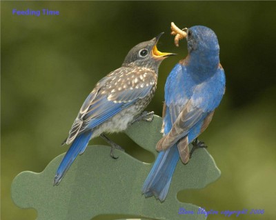 Eastern Bluebird (Sialia sialis) by S Slayton