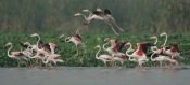 Greater Flamingo (Phoenicopterus roseus) 2by Nikhil Devasar