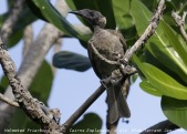 Hornbill Friarbird (Philemon yorki) by Tom Tarrant