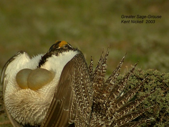 Sage Grouse (Centrocercus urophasianus) by Kent Nickell