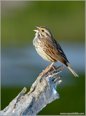 Savannah Sparrow singing by Ray