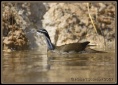 Sungrebe (Heliornis fulica) by Robert Scanlan