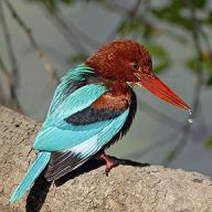 White-throated Kingfisher (Halcyon smyrnensis) ©none
