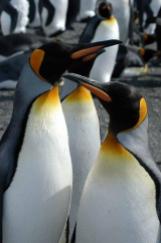 King Penguin (Aptenodytes patagonicus) by Bob-Nan