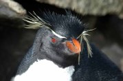 Western Rockhopper Penguin (Eudyptes chrysocome) by Bob-Nan