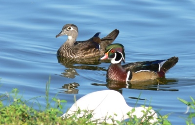 Mr and Mrs Wood Duck by Lee