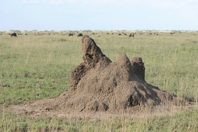 Termite Mound in Tanzania by Bob-Nan