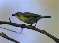 White-throated Gerygone (Gerygone olivacea) by Ian