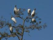 Wood Storks in Top of Tree by Lee at Circle B