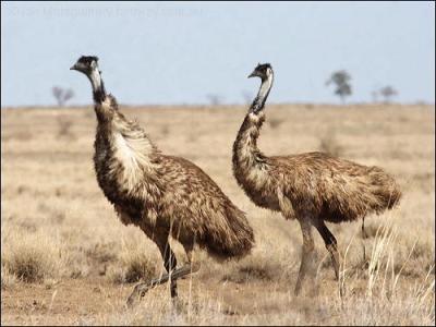 Strutting Emu (Dromaius novaehollandiae) by Ian Struting