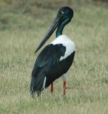 Black-necked Stork (Ephippiorhynchus asiaticus) by Nikhil Devasar