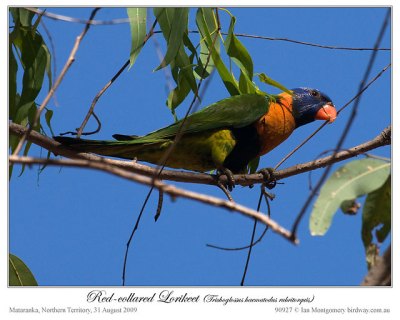 Red-collared Lorikeet (Trichoglossus rubritorquis) by Ian