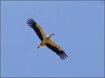 White Stork (Ciconia ciconia) by Ian