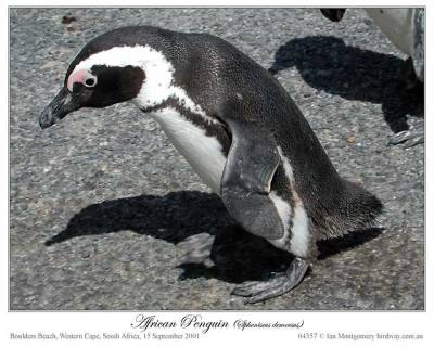 African Penguin by Ian