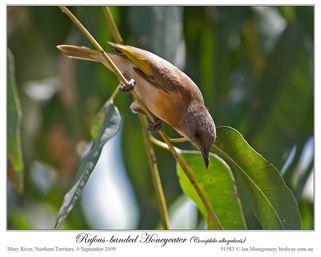 Rufous-banded Honeyeater (Conopophila albogularis) by Ian