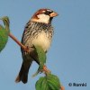 Spanish Sparrow (Passer hispaniolensis) by Nikhil Devasar
