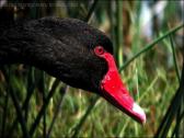 Black Swan (Cygnus atratus) by Ian