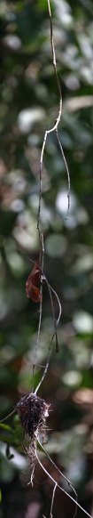 Frill-necked Monarch (Arses lorealis) by Ian
