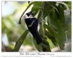 Frill-necked Monarch (Arses lorealis) by Ian