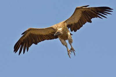 White-backed Vulture (Gyps africanus) by Africaddict