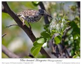 Bar-breasted Honeyeater (Ramsayornis fasciatus) ©Ian