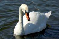 Mute Mute Swan (Cygnus olor) at Lake Morton By Dan'sPix