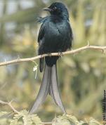 Black Drongo (Dicrurus macrocercus) by Nikhil Devasar
