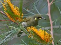 Yellow-spotted Honeyeater (Meliphaga notata) by Ian at Birdway