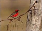 Crimson Chat (Epthianura tricolor) by Ian at Birdway