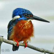 Blue-eared Kingfisher (Alcedo meninting) by NikhilDevasar