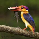 Oriental Dwarf Kingfisher (Ceyx erithaca) ©Niranjan Sant