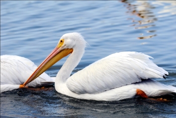 White Pelican at Lake Hollingsworth by Dan