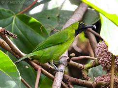 Greater Green Leafbird (Chloropsis sonnerati) by Ian