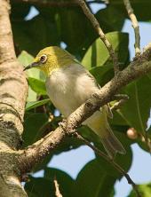 Japanese White-eye (Zosterops japonicus) by W Kwong