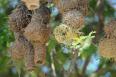 Lesser Masked Weaver (Ploceus intermedius) by Bob-Nan