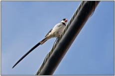 Pin-tailed Whydah (Puerto Rico)