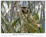 Banded Honeyeater(Cissomela pectoralis) by Ian