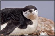 Chinstrap Penguin direct look