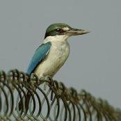 Collared Kingfisher (Todiramphus chloris) ©none