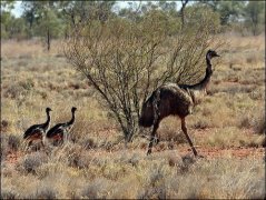 Emu (Dromaiusnovaehollandiae) with chicks by Ian