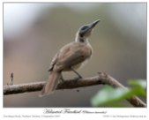 Helmeted Friarbird (Philemon buceroides) by Ian