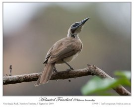 Helmeted Friarbird (Philemon buceroides) by Ian