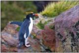 Macaroni Penguin (Eudyptes chrysolophus) BirdingPix