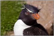 Rockhopper Penguin - closeup pose