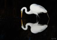 Western Great Egret (Ardea alba) by Quy Tran
