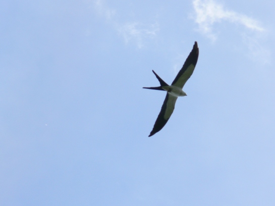 Swallow-tailed Kite - the one bird I got a photo of as it flew overhead
