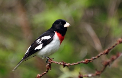 Rose-breasted Grosbeak (Pheucticus ludovicianus) by Rob Fry
