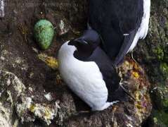 Thick-billed Murre (Uria lomvia) with egg by Ian