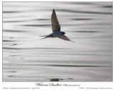 Welcome Swallow (Hirundo neoxena) by Ian